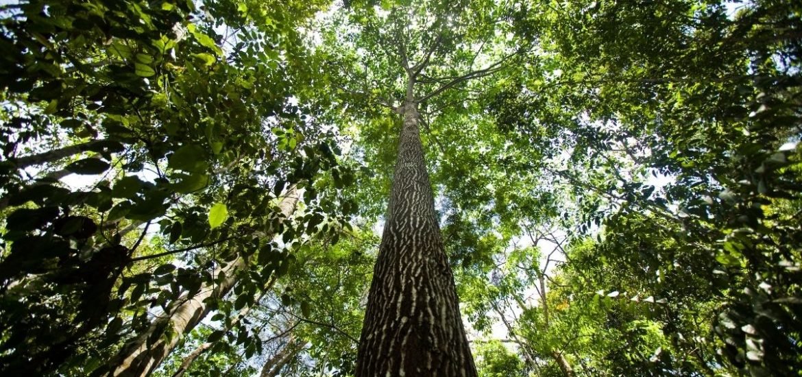 Huge study reveals why trees in the Amazon die