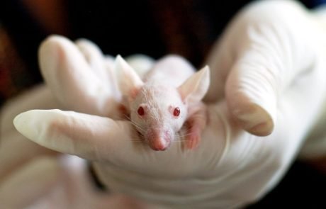 MEPs call for global ban on animal-tested cosmetics