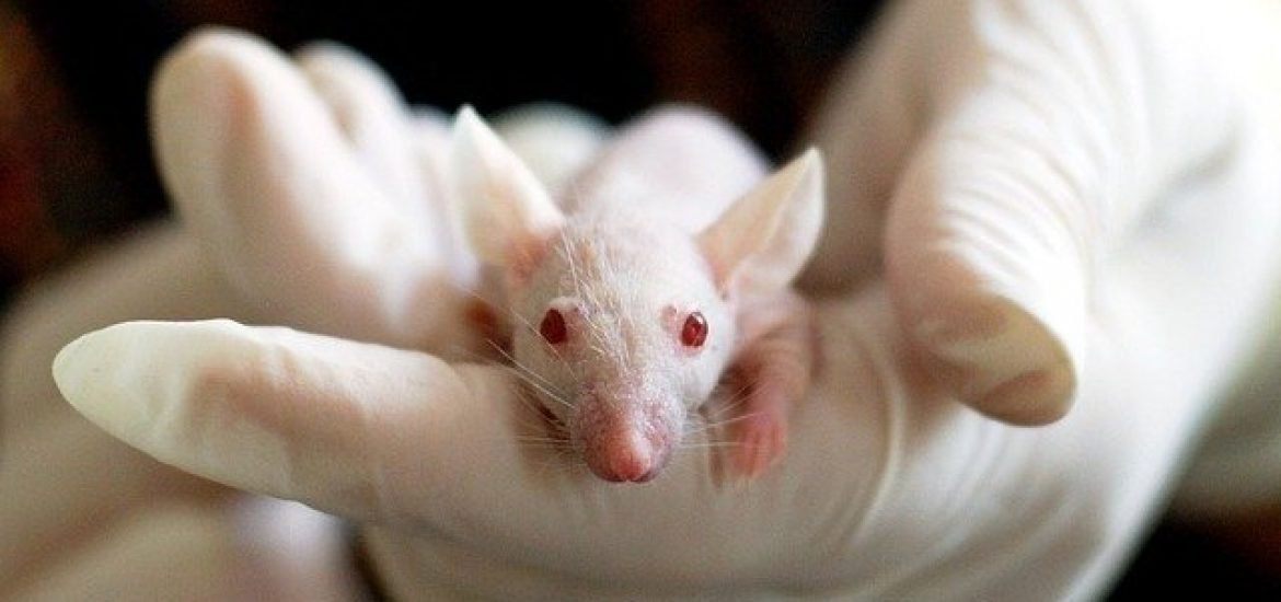 Max-Planck-Institut erhält Tierschutzforschungspreis für Organoide