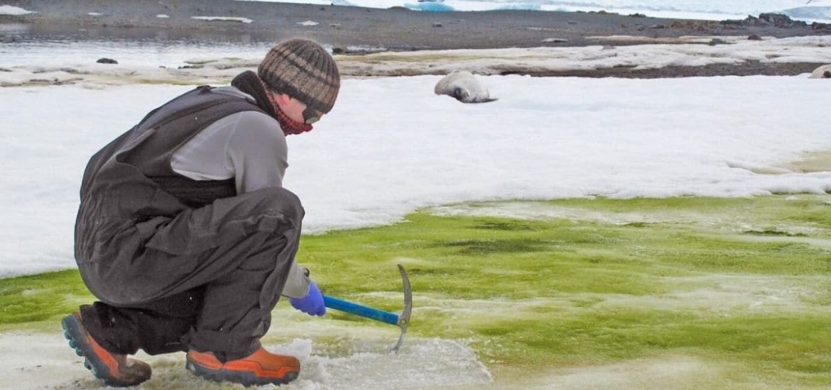 Antarctica is turning greener as a result of climate change