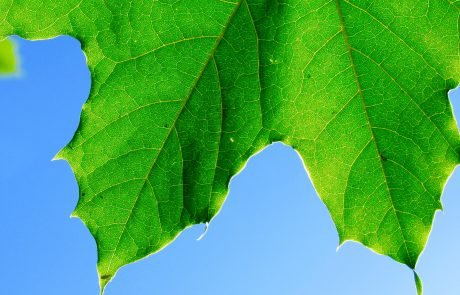 Scientists discover new type of photosynthesis