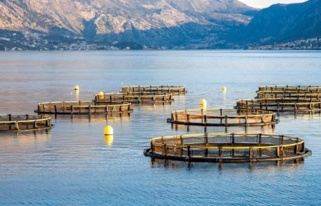 Modelling the impact of climate change on global marine aquaculture production