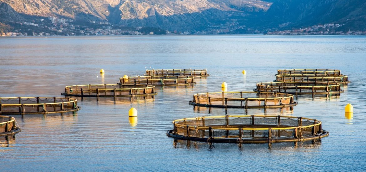 Modelling the impact of climate change on global marine aquaculture production