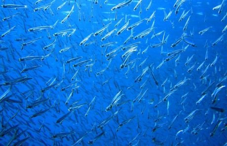 Intensive marine harvesting causes rapid evolutionary changes in fish