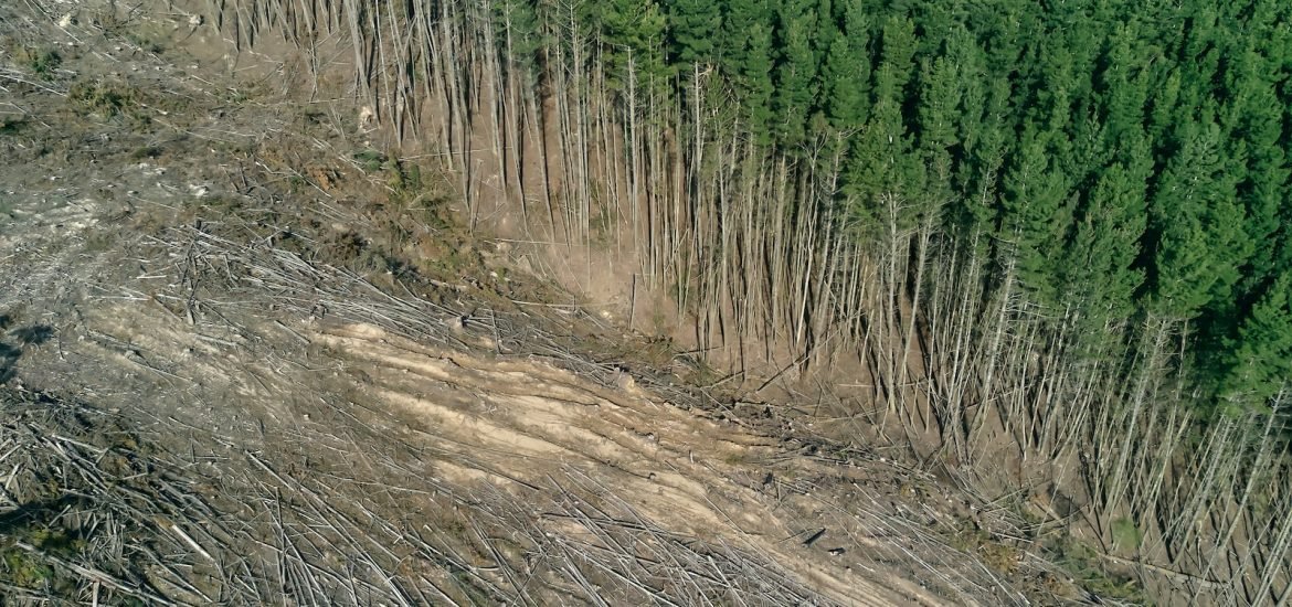 Berichte zeigen: Deutsche Wälder weiterhin in Gefahr