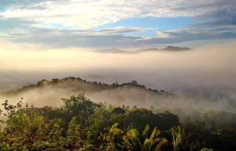 Even selective logging in rainforests hurts biodiversity