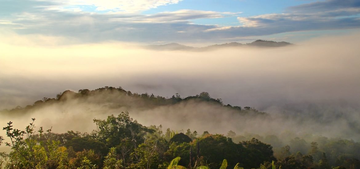 Even selective logging in rainforests hurts biodiversity