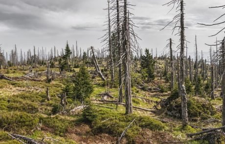 Löchrige Wälder – Etwa 36 Millionen Waldflächen in Europa ohne geschlossene Vegetationsdecke