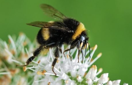 Wie die Darmflora das Gehirn von Hummeln stärkt