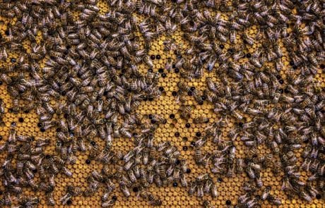 Bienen und Wespen entwickelten Wabenbau offenbar unabhängig voneinander