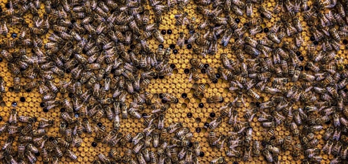 Bienen und Wespen entwickelten Wabenbau offenbar unabhängig voneinander