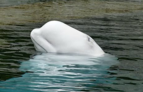 Beluga whale sanctuary to open in Iceland