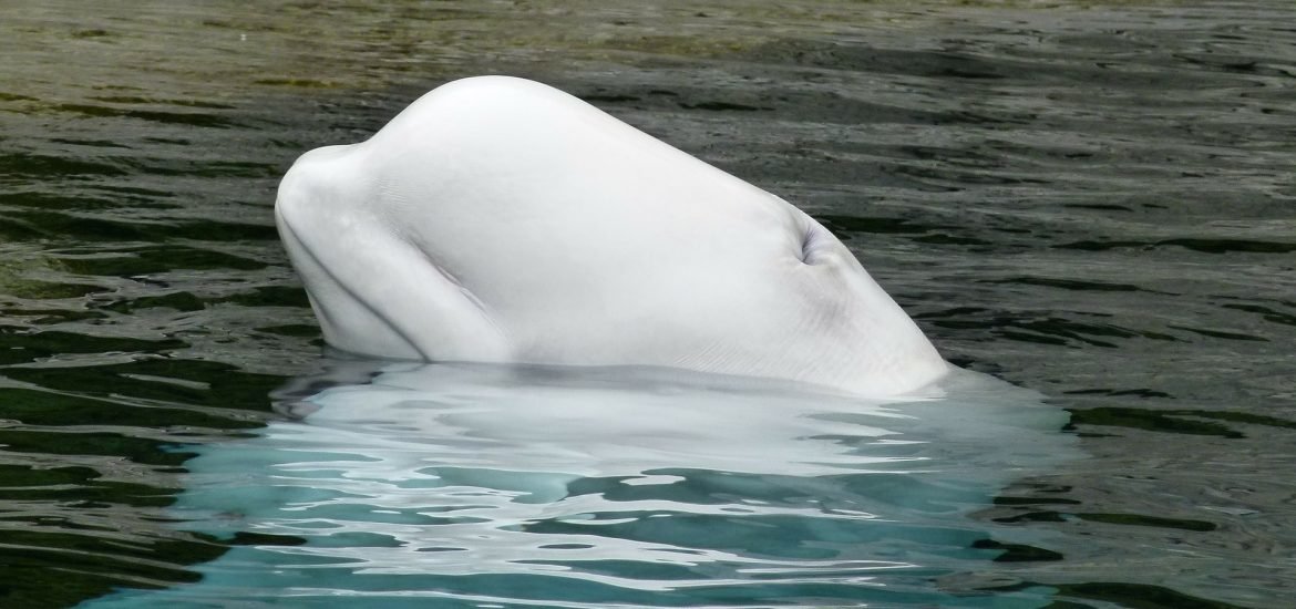 Beluga whale sanctuary to open in Iceland