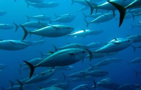 Leaving more big fish in the ocean can reduce carbon dioxide emissions