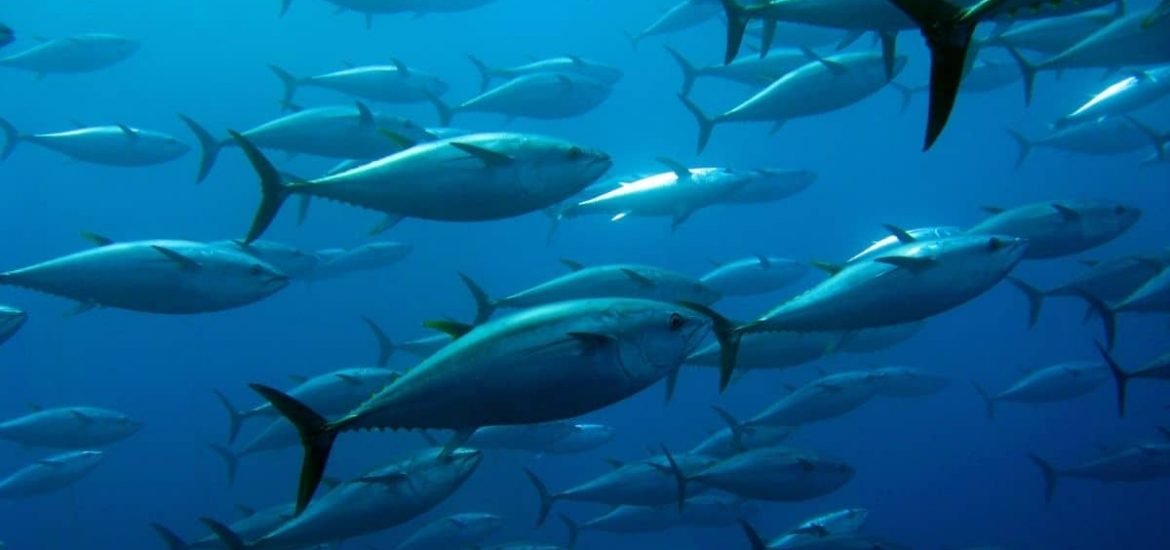 Leaving more big fish in the ocean can reduce carbon dioxide emissions