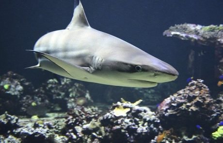 Hai-Proteine schützen gegen Coronaviren