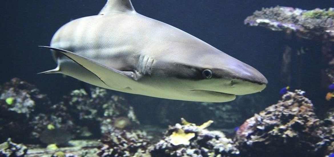 Hai-Proteine schützen gegen Coronaviren