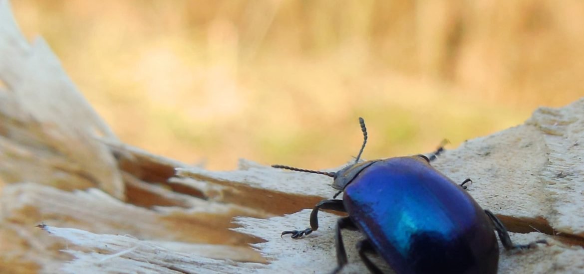 Climate change may be causing beetles to shrink