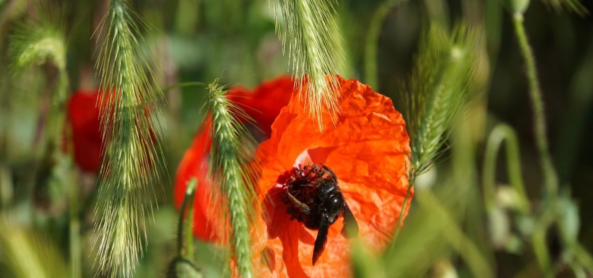 L’agriculture extensive favorable à la biodiversité ? (Première partie)