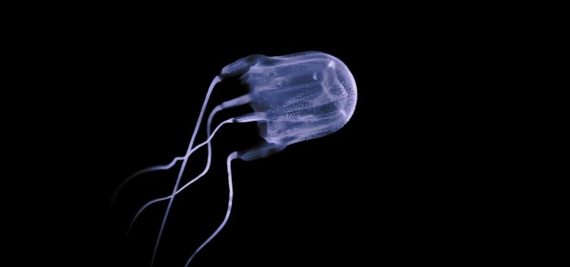 A possible antidote to the deadly box jellyfish sting