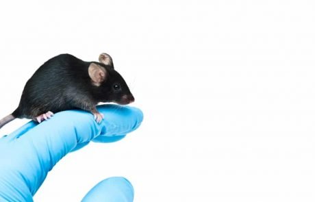 Neuropsychiatric drugs that “work” in mice fail to cure brain disorders in people. Why?