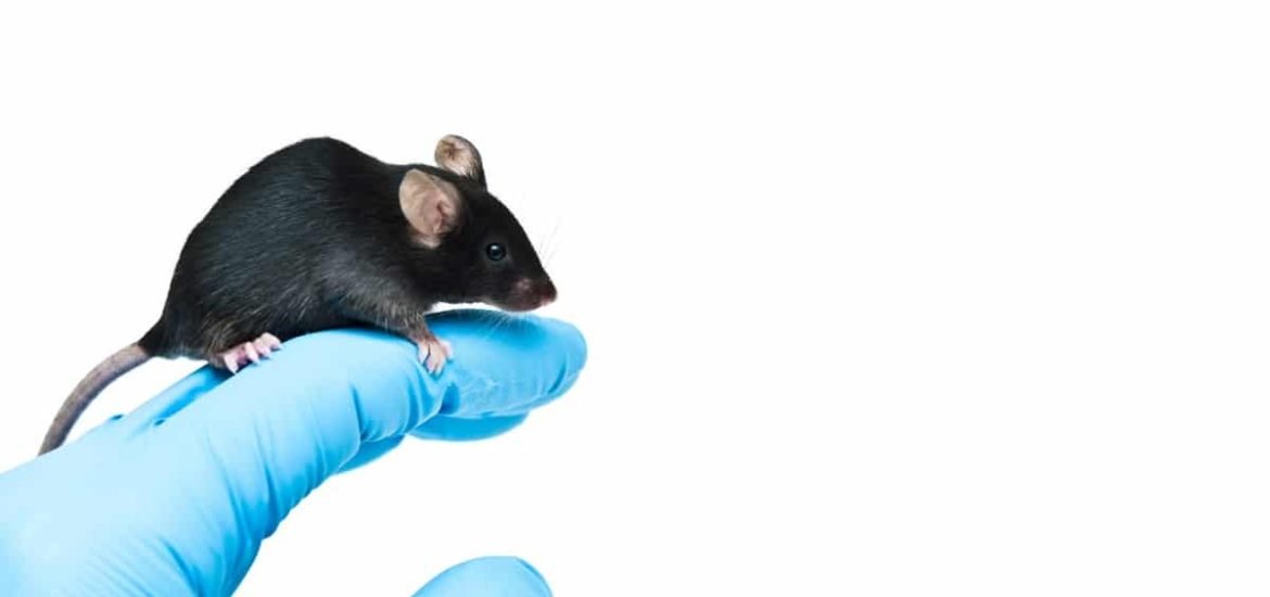 Neuropsychiatric drugs that “work” in mice fail to cure brain disorders in people. Why?