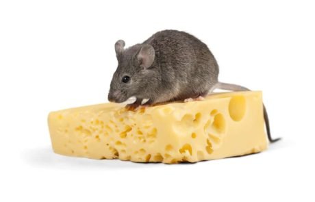 Fatty sugary foods promote overeating by modifying brain cells in mice