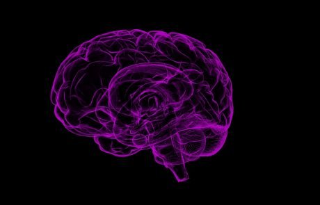 Une nouvelle avancée dans l’étude du processus d’apprentissage du cerveau