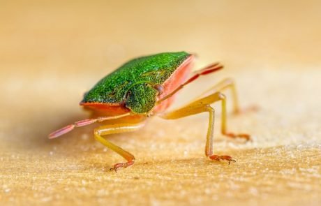 Antibiotika: Hoffnung gegen resistente Bakterien dank einer Wanze