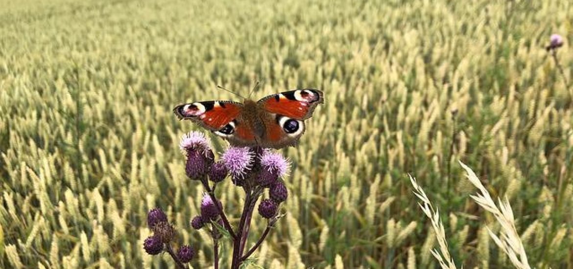 Biodiversité et agriculture. Mythe et réalité. Le cas de l’Agriculture de Conservation des Sols (3eme partie) 