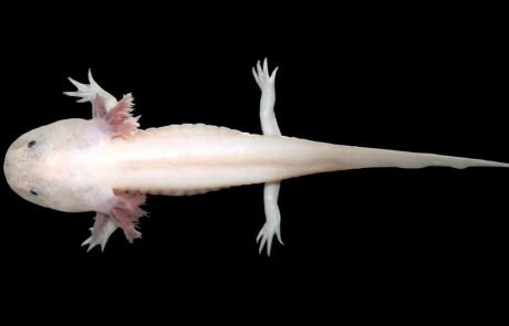 Salamanders and zebrafish regrow limbs: So, why not humans?