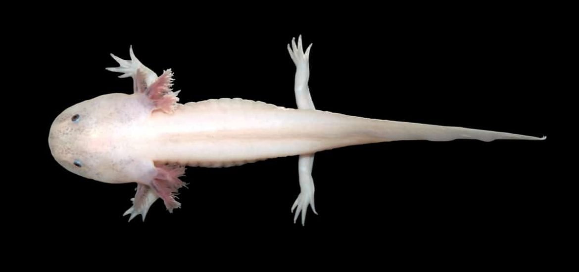 Salamanders and zebrafish regrow limbs: So, why not humans?