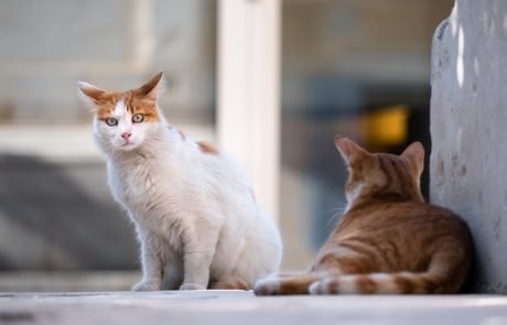 Neues Gen-Verhütungsmittel für Katzen entdeckt