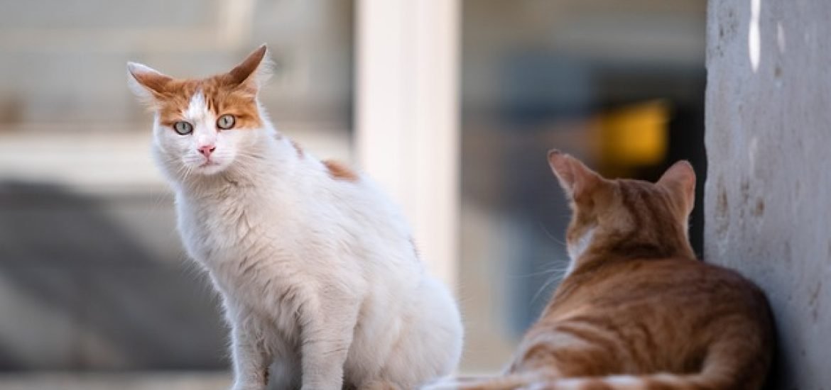 Neues Gen-Verhütungsmittel für Katzen entdeckt