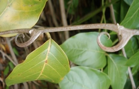 La liane du Pérou, le remède miracle venu de la jungle