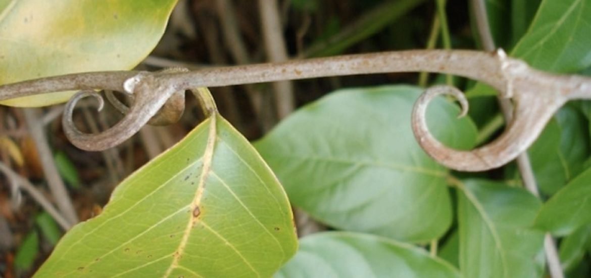 La liane du Pérou, le remède miracle venu de la jungle