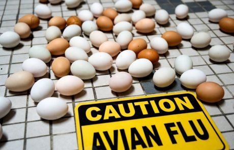 Stopping bird flu has become a needless game of ‘chicken’