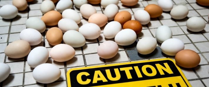 Stopping bird flu has become a needless game of ‘chicken’