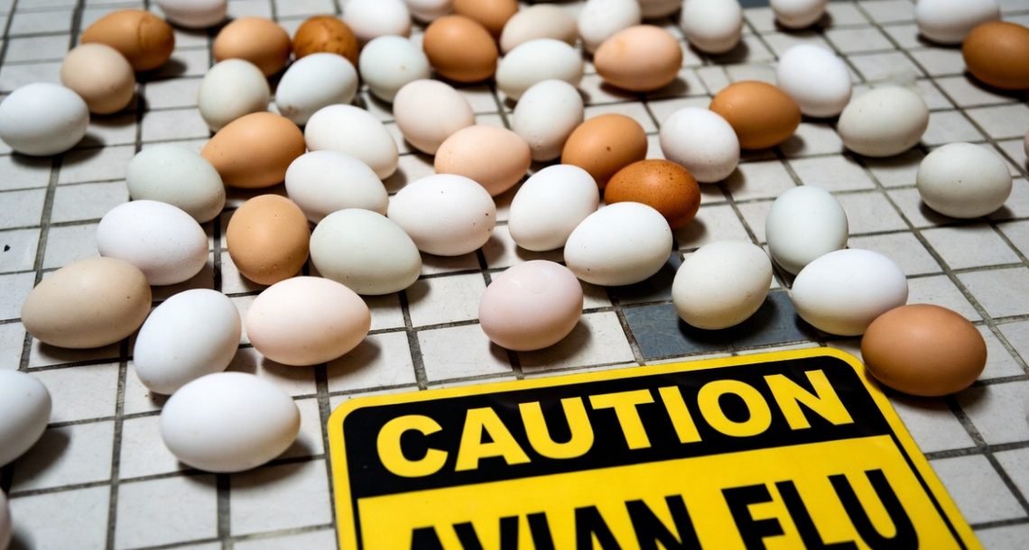 Stopping bird flu has become a needless game of ‘chicken’
