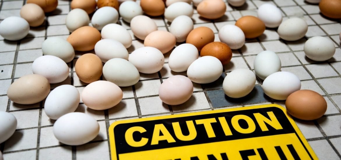 Stopping bird flu has become a needless game of ‘chicken’