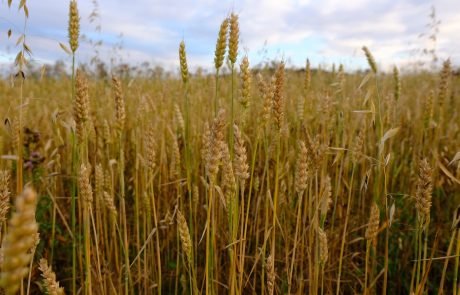 Re-emergence of wheat disease threatens European crops