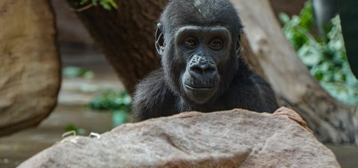 Junge Schimpansen und Teenager teilen Risikofreude
