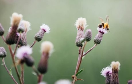 A deadly cascade: Extinctions trigger co-extinctions and further loss of biodiversity