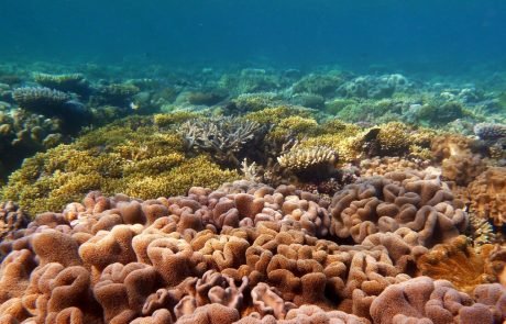 Coral reefs damaged by global warming are unable to recover fast enough