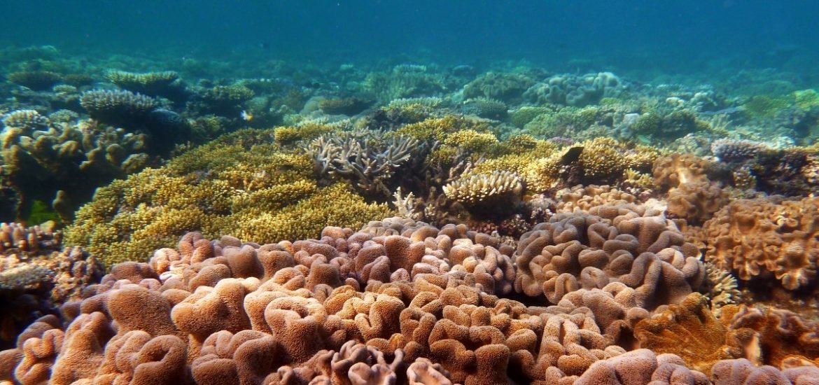 Coral reefs damaged by global warming are unable to recover fast enough