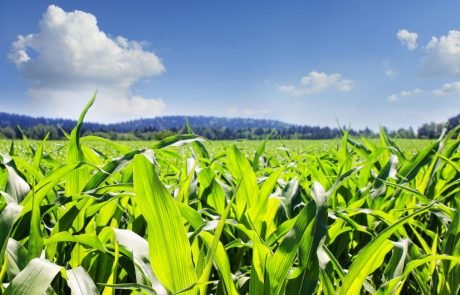Progress in sustainable agriculture: high-performing soil microbes boost plant growth