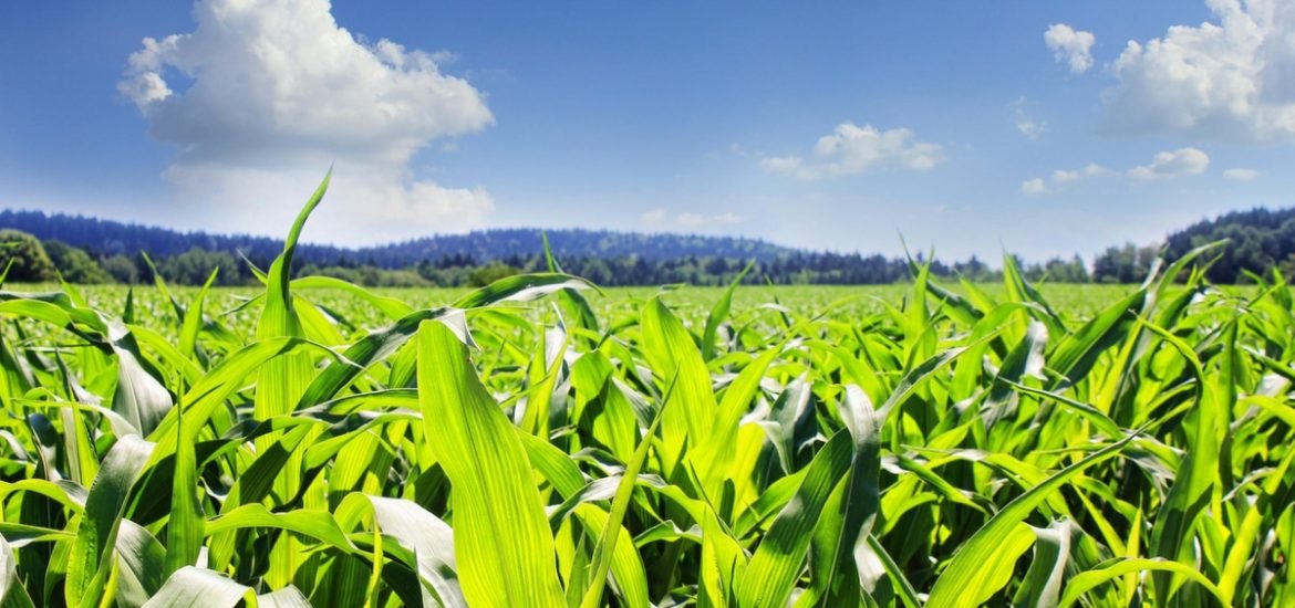 Progress in sustainable agriculture: high-performing soil microbes boost plant growth