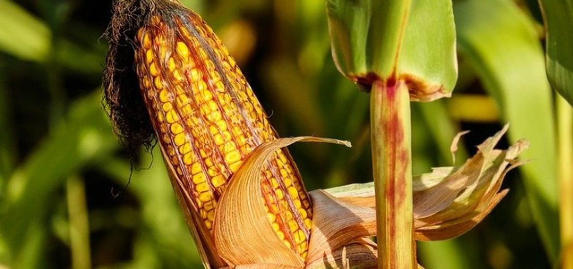 Bald kein Popcorn mehr? Klimawandel bedroht Maisanbau