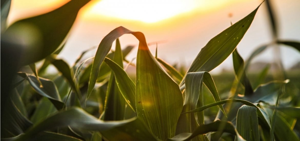 Engineering Photosynthesis: Over-expressing an enzyme in maize could lead to higher yields