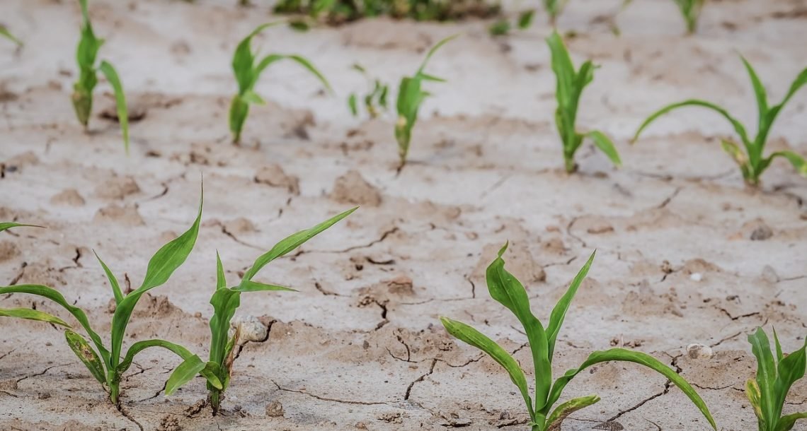 Un mécanisme moléculaire permet aux plantes de s’adapter face aux sols secs